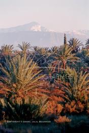 Image du Maroc Professionnelle de  Photo prise de la Palmeraie de Marrakech, où quelques palmiers cohabitent avec d'autres arbres, d'ailleurs cet arbre tropical à grandes feuilles palmées est sacré, il fait partie des composantes majeures de l'identité de la ville rouge, depuis très longtemps, la loi  interdit formellement d'en couper, sous peine de très fortes amendes, , Dimanche 17 Août 1997. Malheureusement ce n’est pas le cas pour les autres arbres qui sont régulièrement victimes d'arrachement à la tronçonneuse. Au fond le mont Toubkal du haut Atlas enneigé. (Photo / Abdeljalil Bounhar)